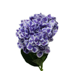 Hydrangea Two Tone - Holland