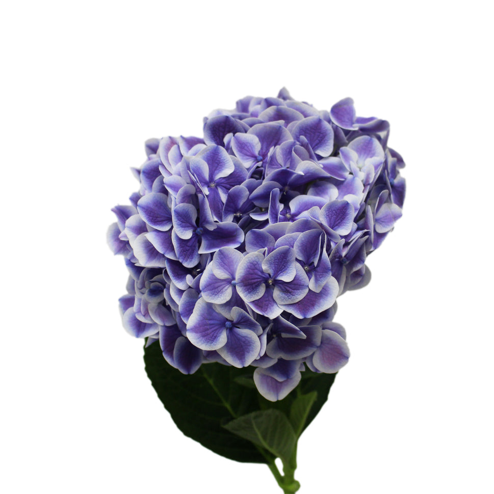Hydrangea Two Tone - Holland