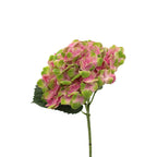 Hydrangea Two Tone - Holland