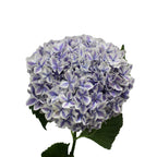 Hydrangea Two Tone - Holland