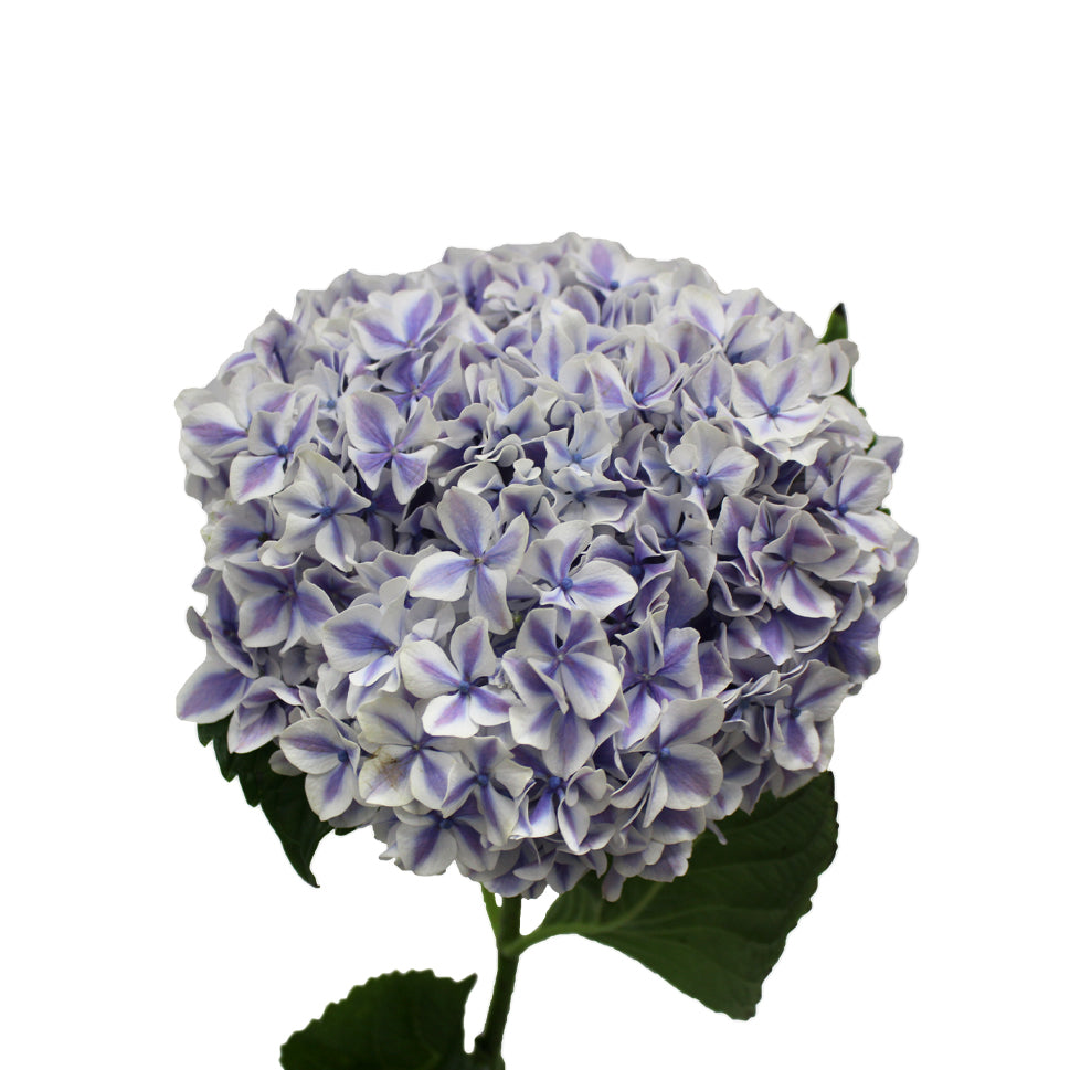 Hydrangea Two Tone - Holland