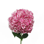 Hydrangea Two Tone - Holland