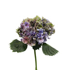 Hydrangea - Holland