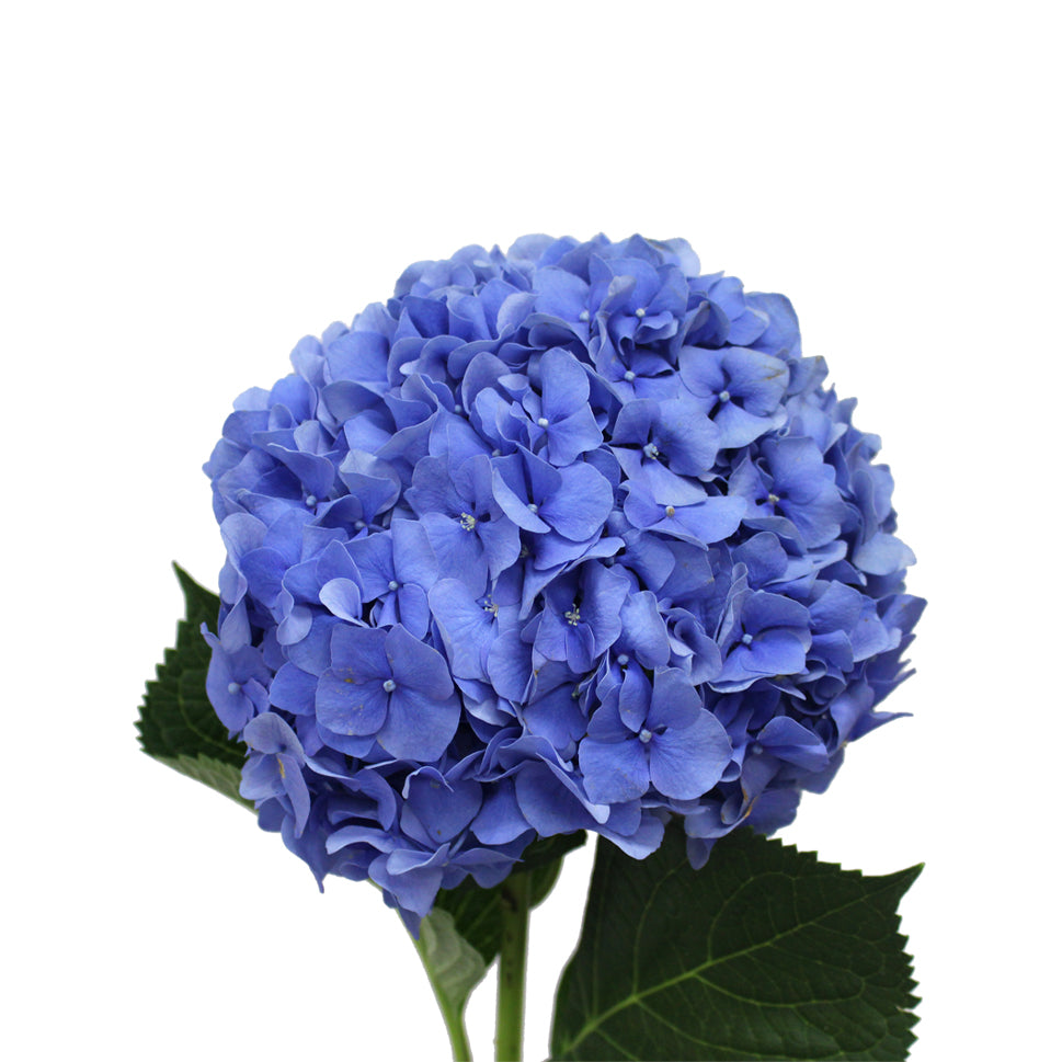 Hydrangea - Holland