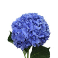 Hydrangea - Holland