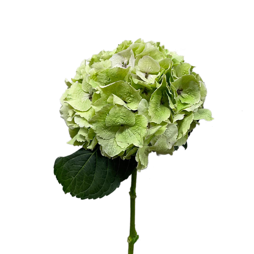 Hydrangea - Holland