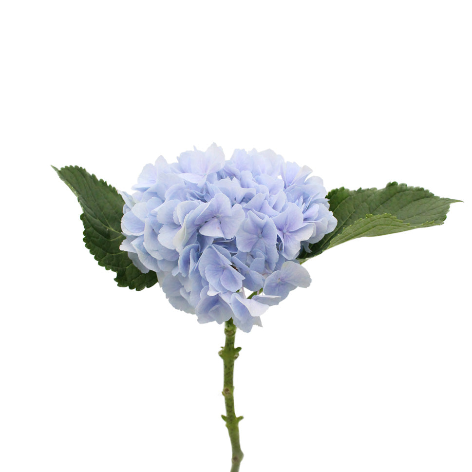 Hydrangea - Holland