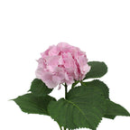 Hydrangea - Holland