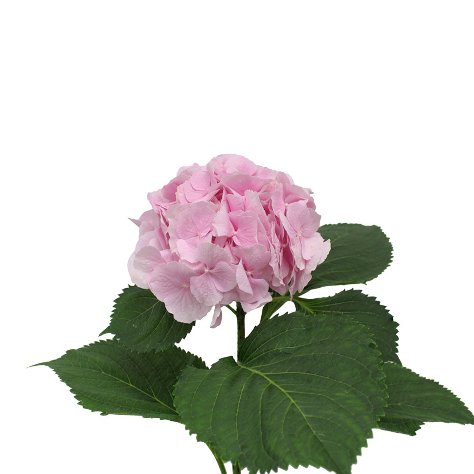 Hydrangea - Holland