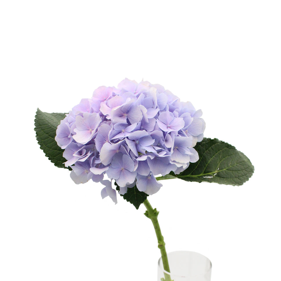 Hydrangea - Holland