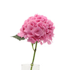 Hydrangea - Holland