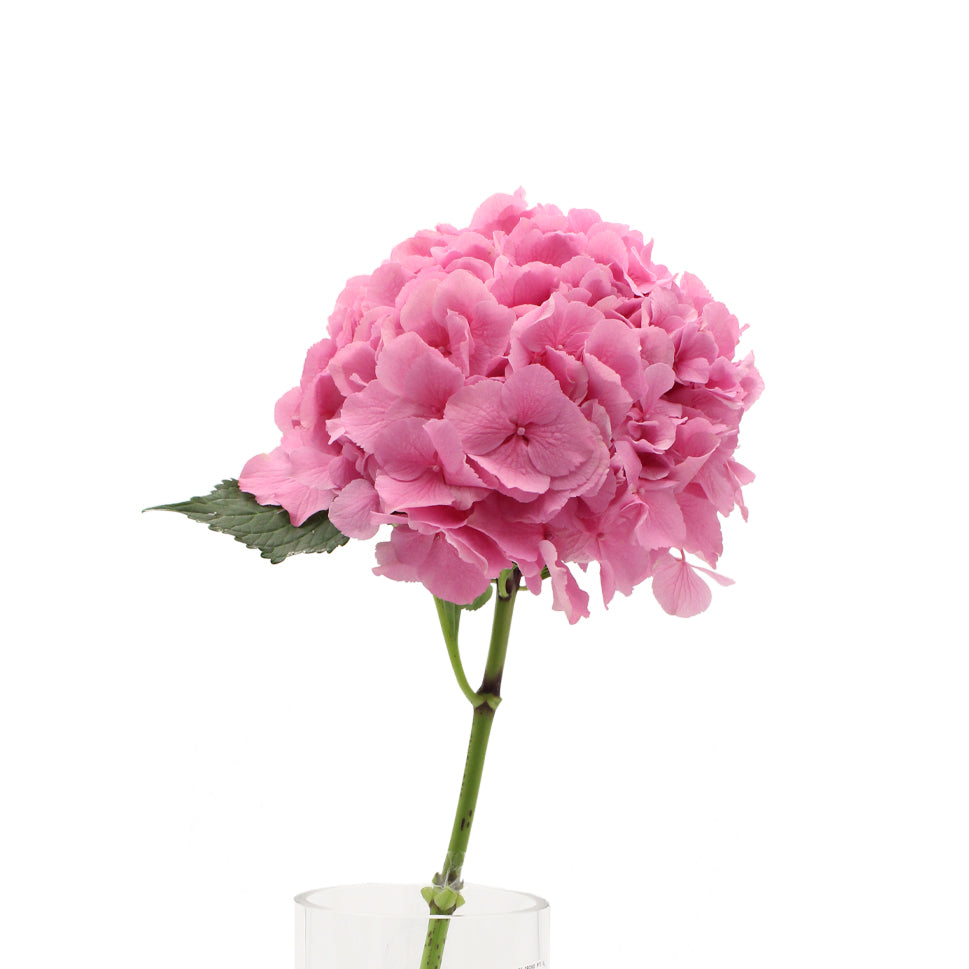Hydrangea - Holland