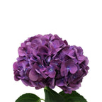 Hydrangea - Holland