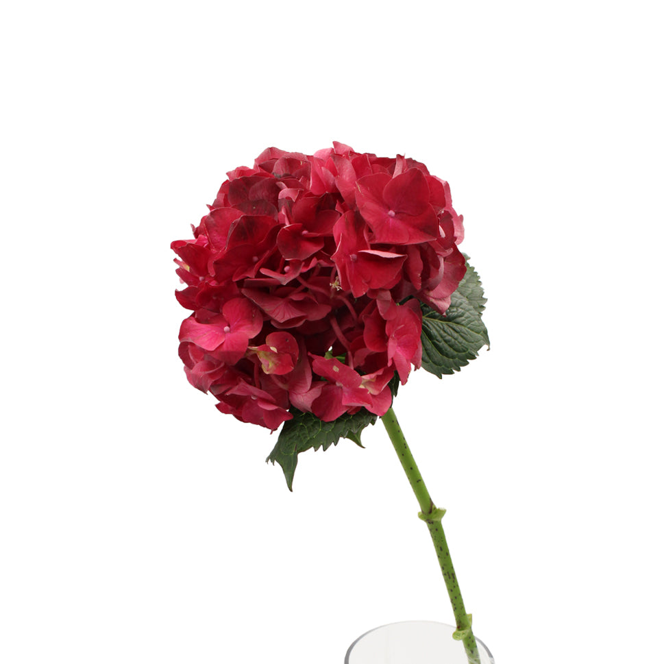 Hydrangea - Holland