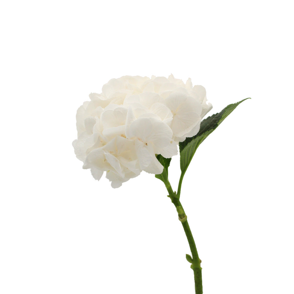 Hydrangea - Holland