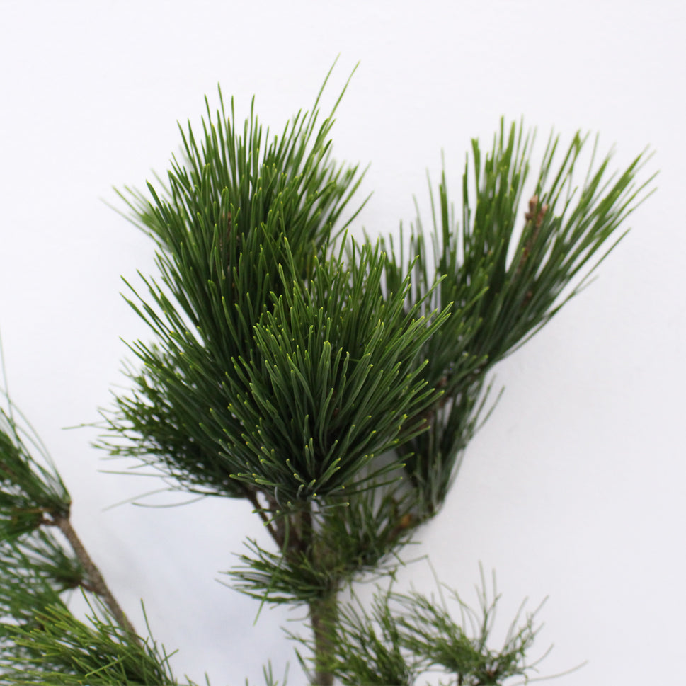 Pinus Pine Hei Song - Taiwan