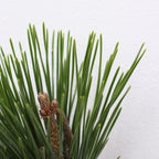 Pinus Pine Hei Song - Taiwan