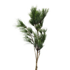 Pinus Pine Hei Song - Taiwan