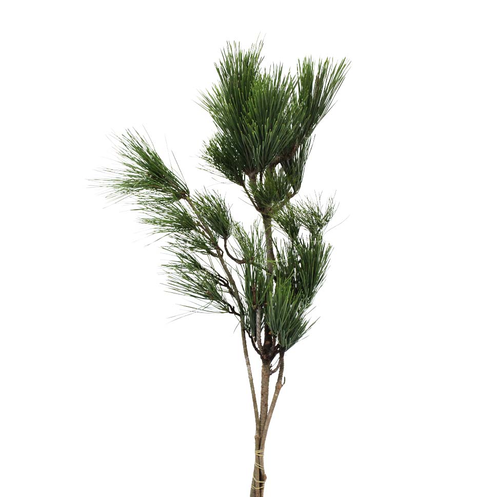 Pinus Pine Hei Song - Taiwan