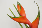Heliconia Up-Right - Malaysia
