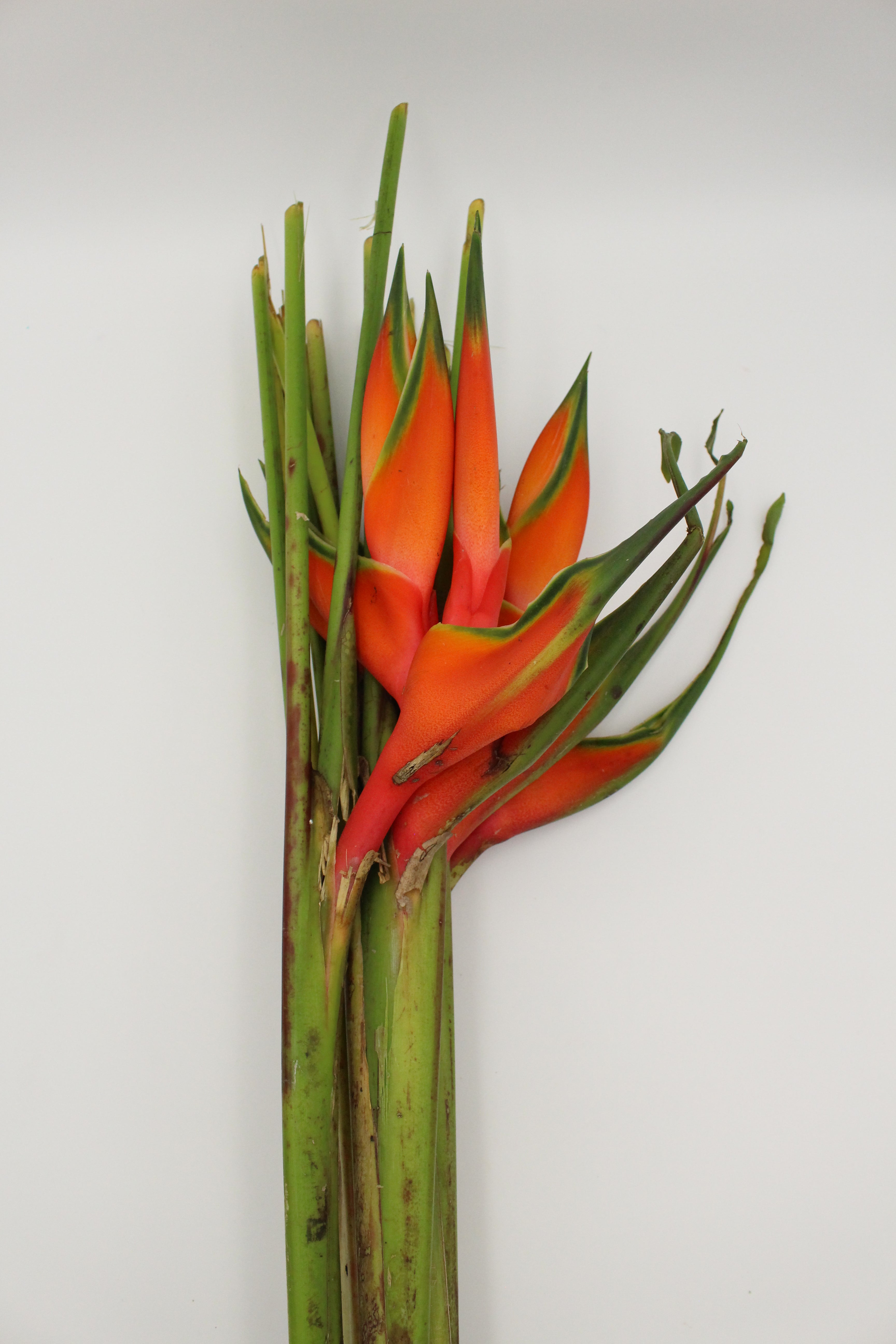 Heliconia Up-Right - Malaysia