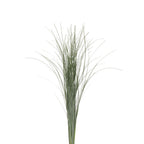 Beargrass - Holland