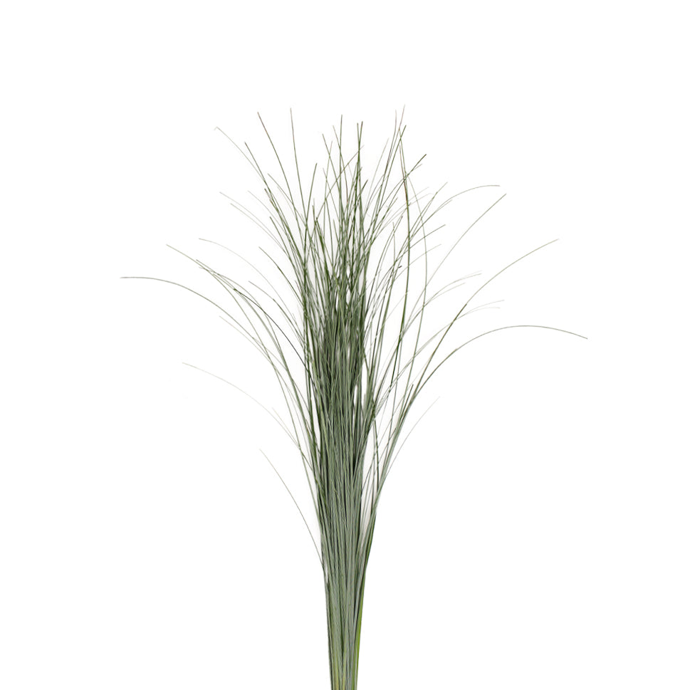 Beargrass - Holland