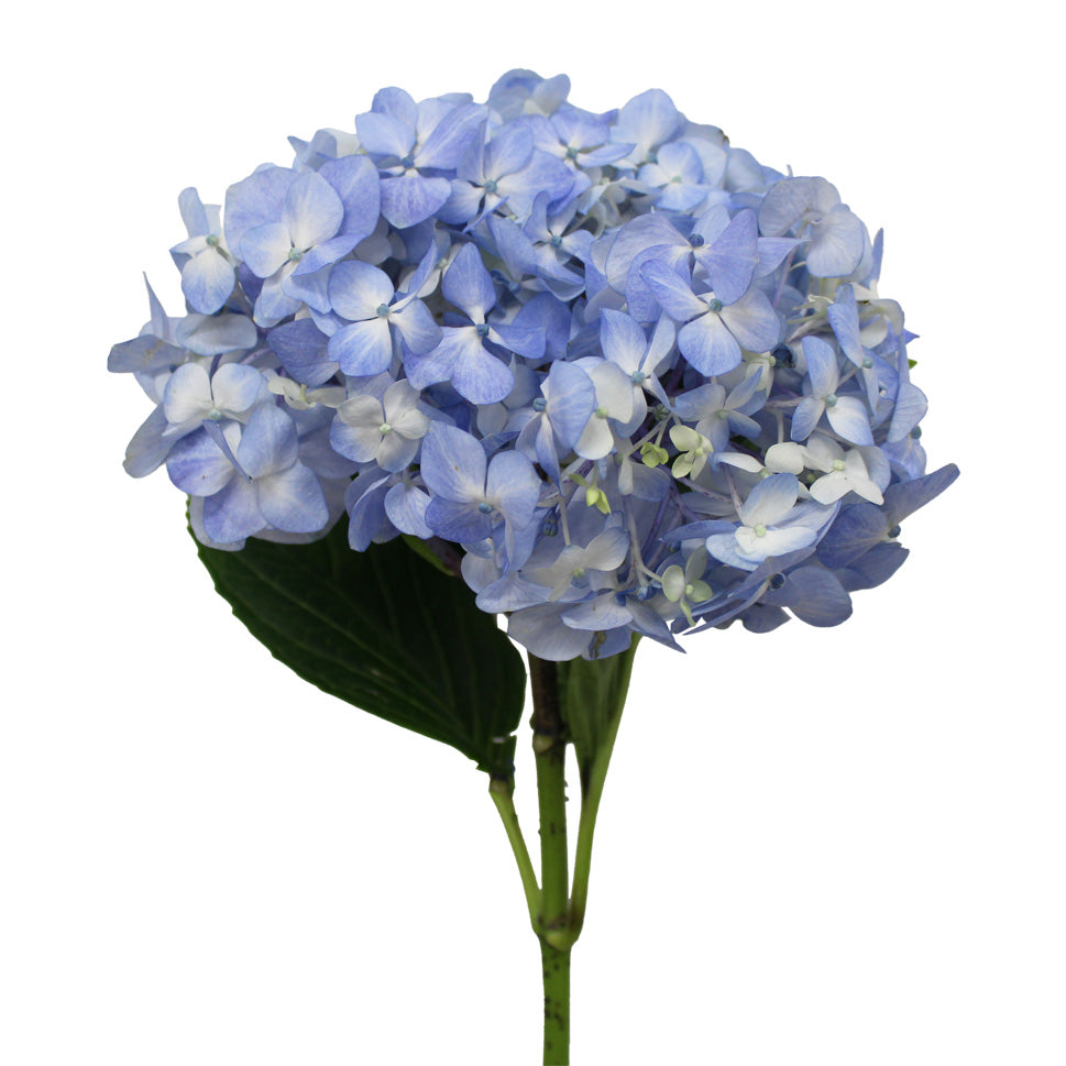 Hydrangea - Columbia