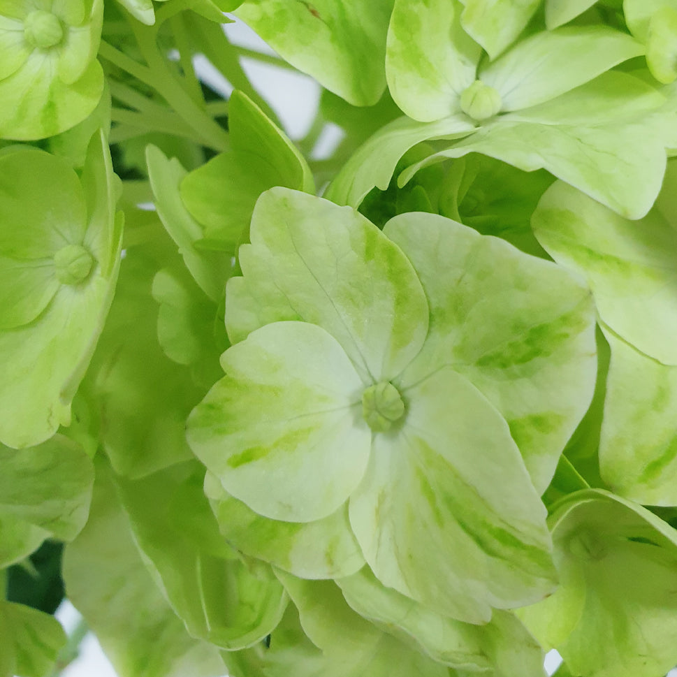 Hydrangea - Columbia
