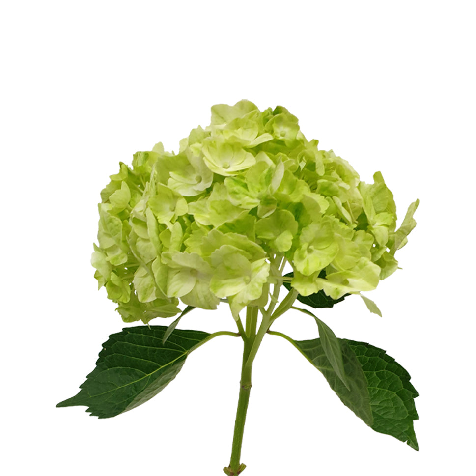 Hydrangea - Columbia