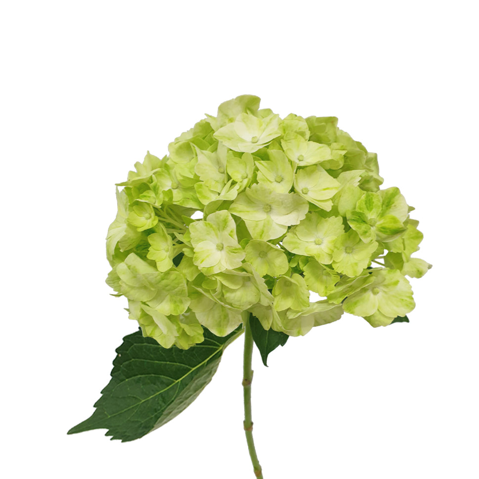 Hydrangea - Columbia