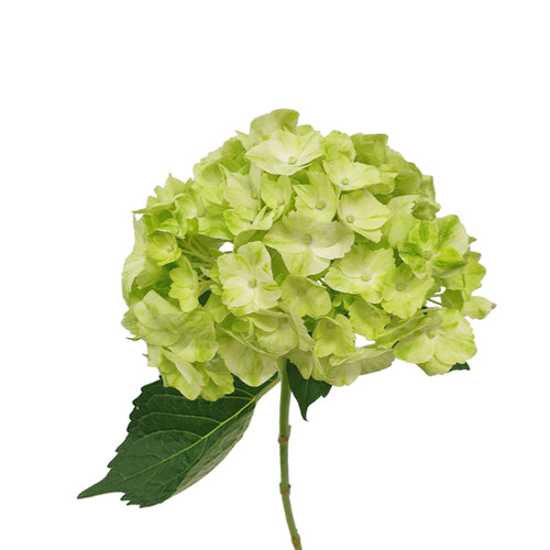 Hydrangea - Columbia