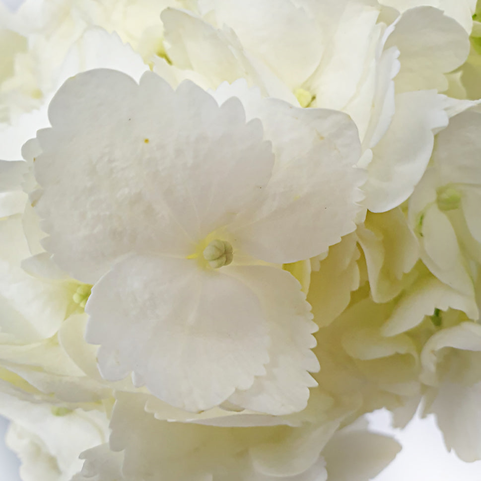 Hydrangea - Columbia