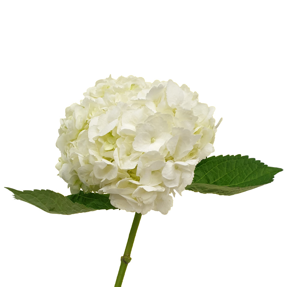 Hydrangea - Columbia