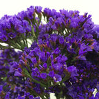 Limonium - China