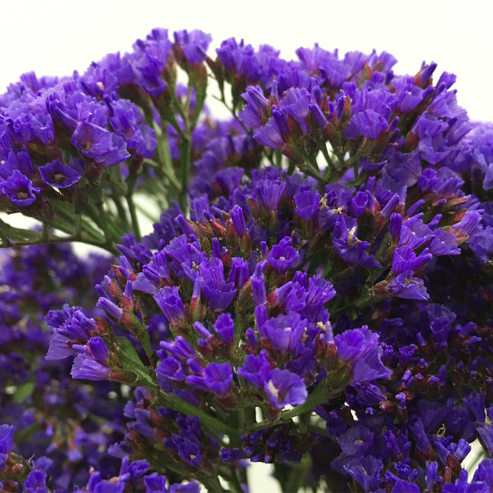 Limonium - China