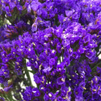 Limonium - China