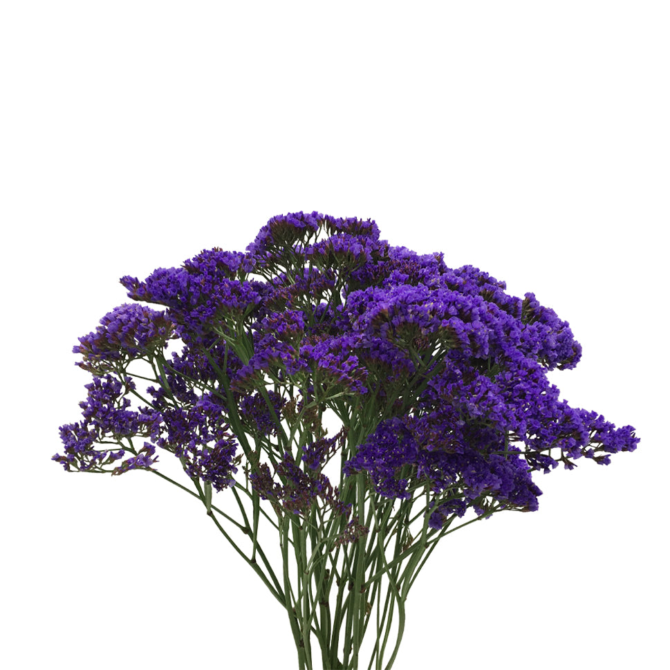 Limonium - China