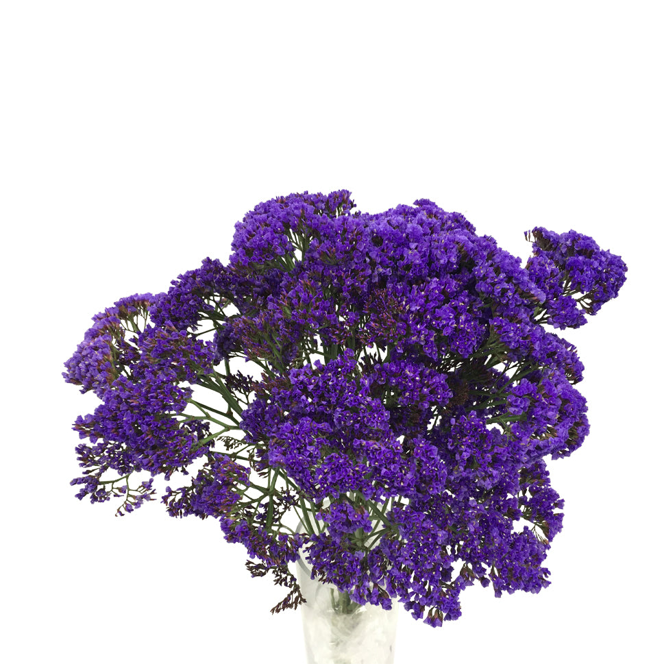 Limonium - China