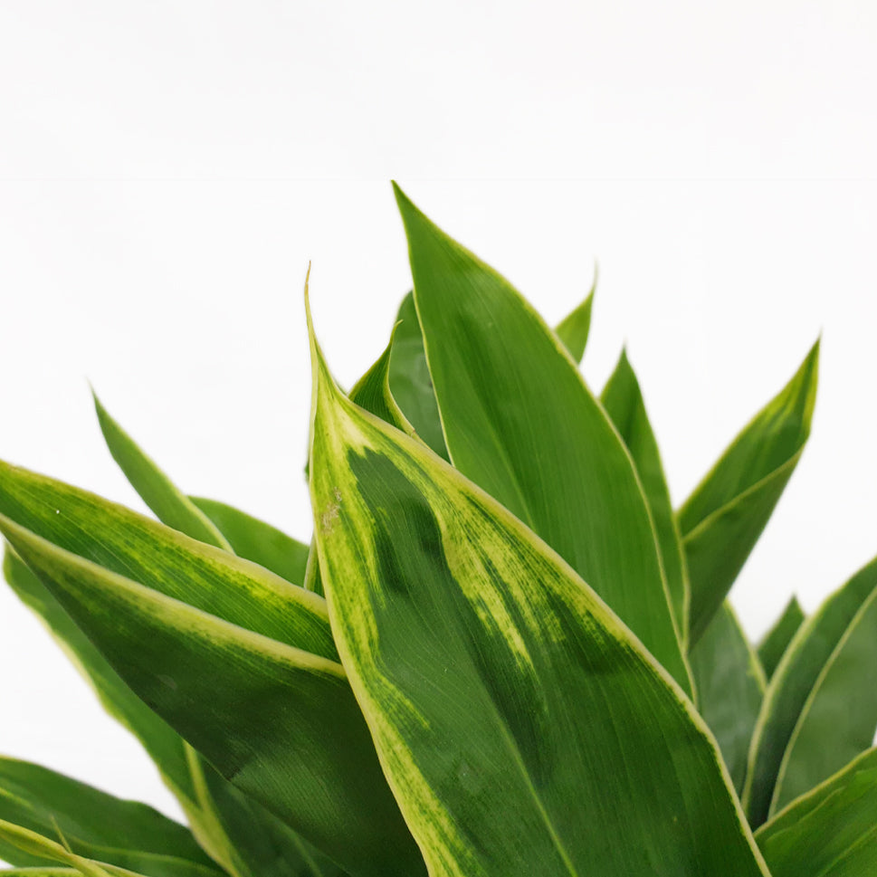 Cordyline Snow White - Malaysia