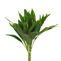 Cordyline Snow White - Malaysia