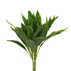 Cordyline Snow White - Malaysia