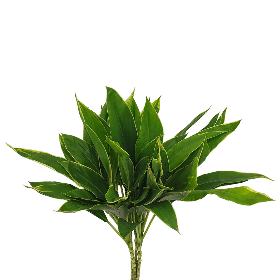 Cordyline Snow White - Malaysia