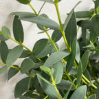 Eucalyptus Parvifolia - China