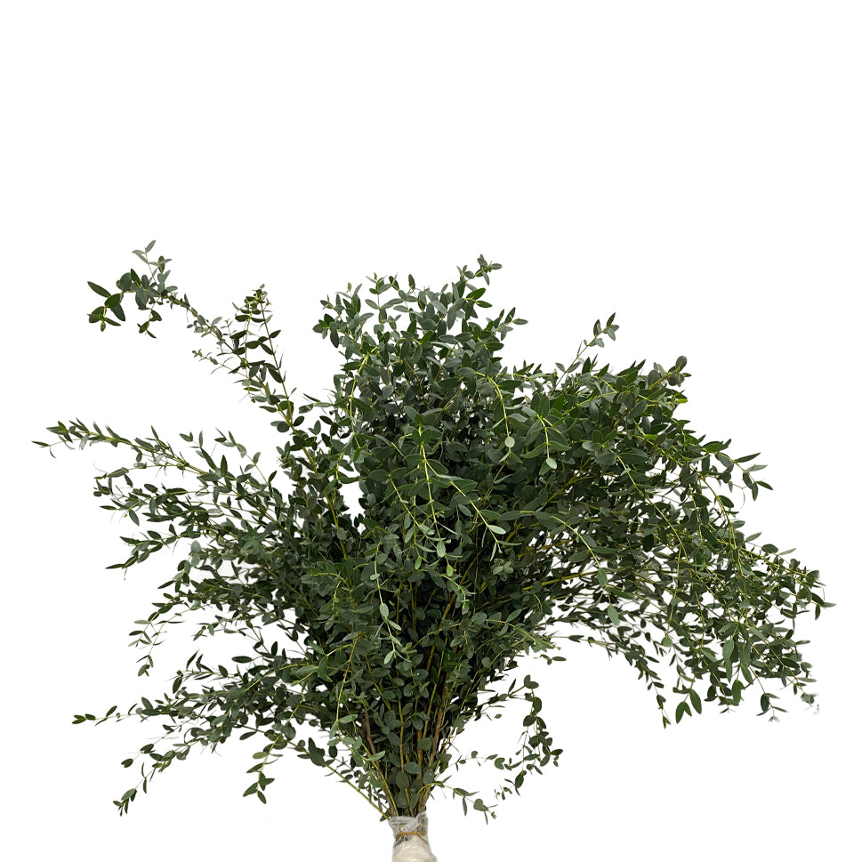 Eucalyptus Parvifolia - China