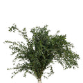 Eucalyptus Parvifolia - China