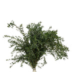 Eucalyptus Parvifolia - China