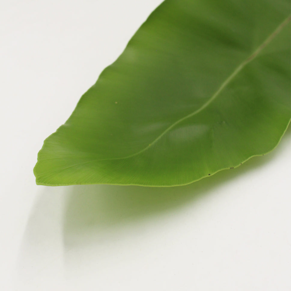 Asplenium Bird Nest Fern - Malaysia