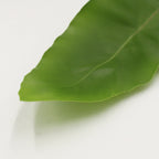 Asplenium Bird Nest Fern - Malaysia