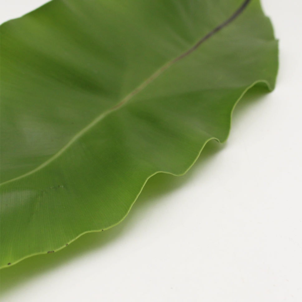 Asplenium Bird Nest Fern - Malaysia